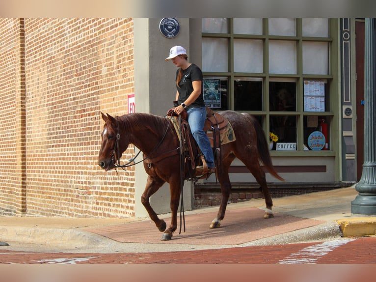American Quarter Horse Wallach 7 Jahre 147 cm Roan-Red in Rusk