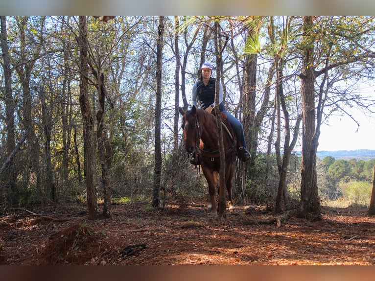 American Quarter Horse Wallach 7 Jahre 147 cm Roan-Red in Rusk