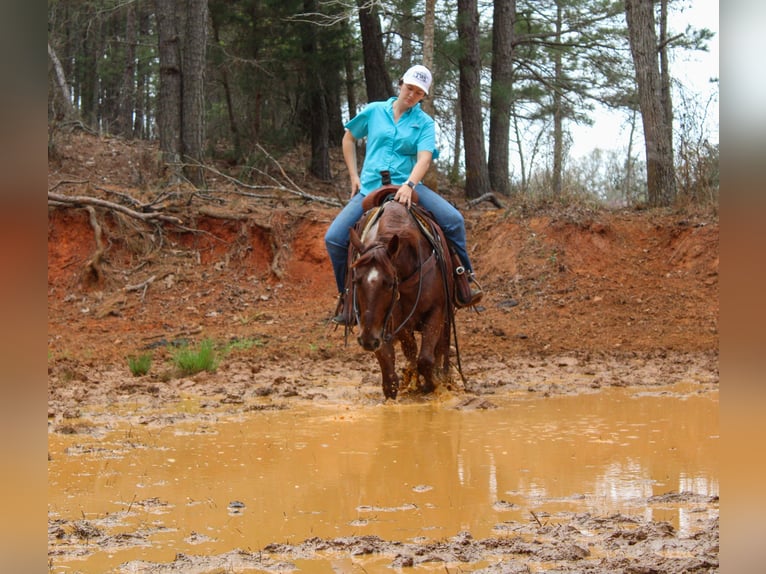 American Quarter Horse Wallach 7 Jahre 147 cm Roan-Red in Rusk