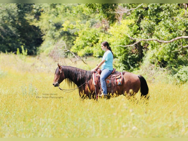 American Quarter Horse Wallach 7 Jahre 147 cm Roan-Red in Peosta