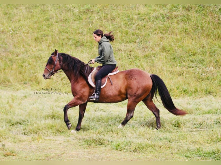 American Quarter Horse Wallach 7 Jahre 147 cm Roan-Red in Peosta