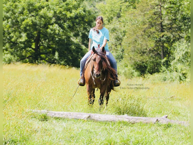American Quarter Horse Wallach 7 Jahre 147 cm Roan-Red in Peosta