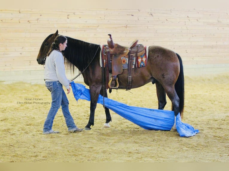 American Quarter Horse Wallach 7 Jahre 147 cm Roan-Red in Peosta