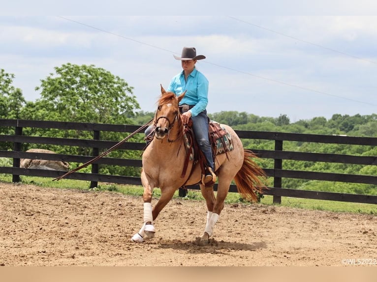 American Quarter Horse Wallach 7 Jahre 147 cm Roan-Red in Brooksville, KY