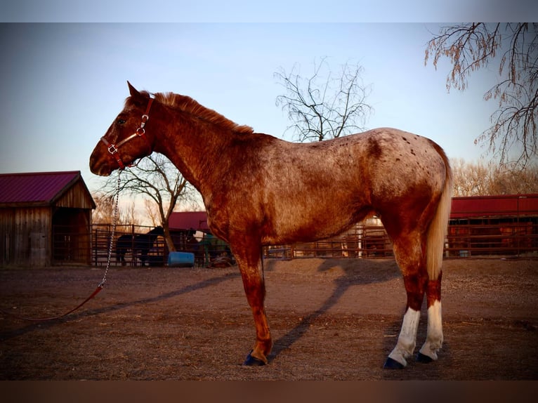 American Quarter Horse Wallach 7 Jahre 147 cm Roan-Red in Fort Collins CO