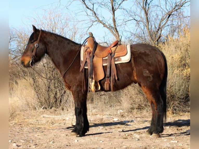 American Quarter Horse Wallach 7 Jahre 147 cm Roan-Red in Sonora KY