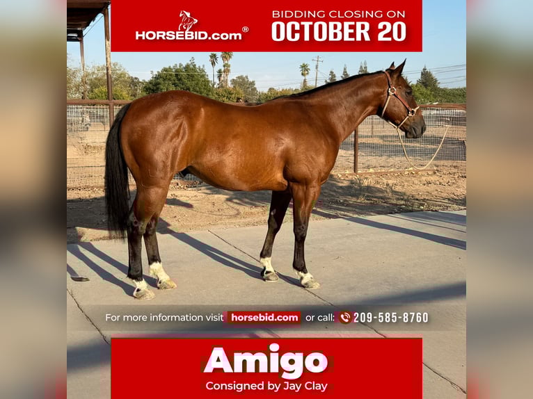 American Quarter Horse Wallach 7 Jahre 147 cm Rotbrauner in Madera