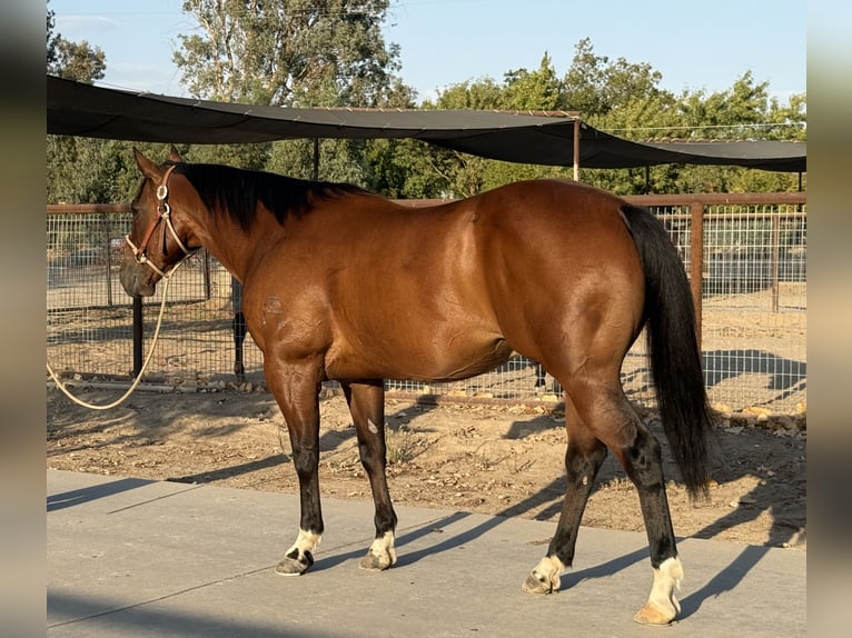 American Quarter Horse Wallach 7 Jahre 147 cm Rotbrauner in Madera