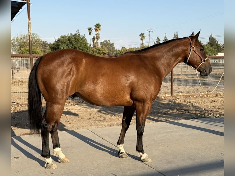 American Quarter Horse Wallach 7 Jahre 147 cm Rotbrauner in Madera