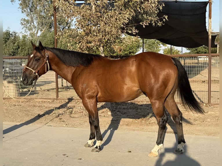 American Quarter Horse Wallach 7 Jahre 147 cm Rotbrauner in Madera