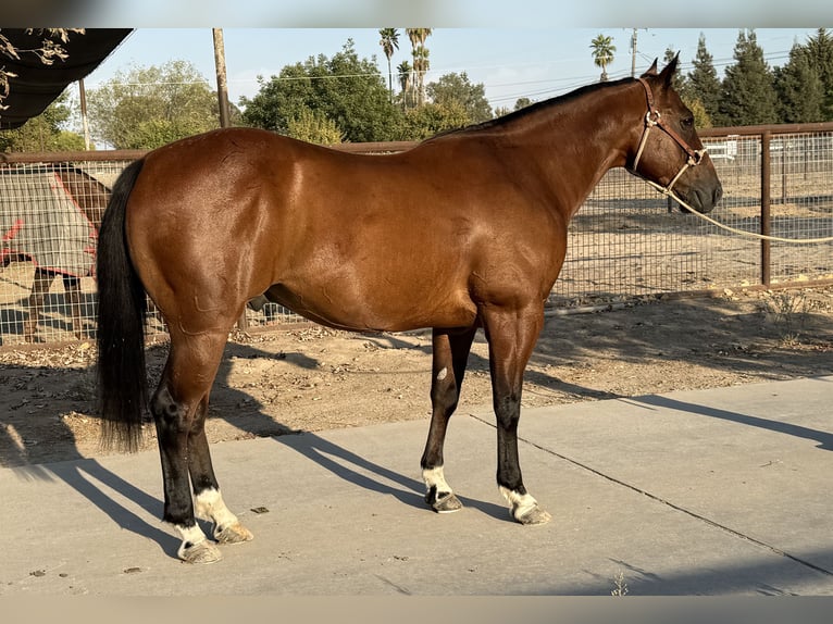 American Quarter Horse Wallach 7 Jahre 147 cm Rotbrauner in Madera