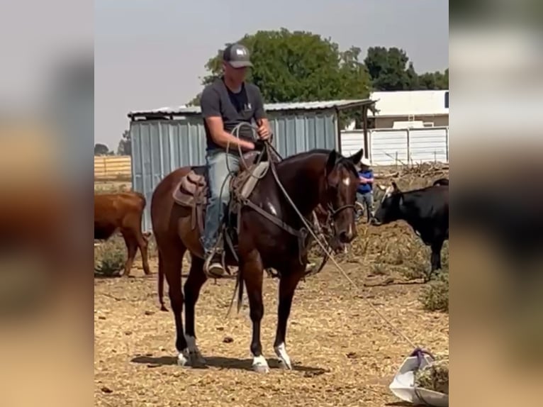 American Quarter Horse Wallach 7 Jahre 147 cm Rotbrauner in Madera