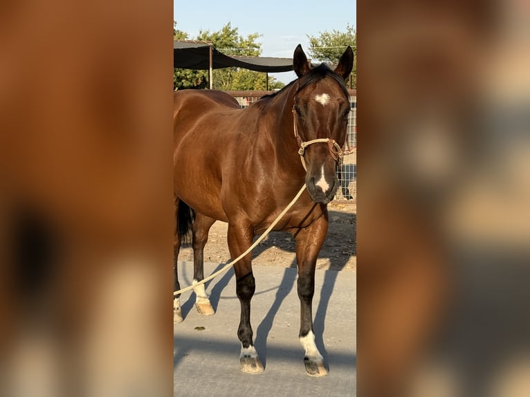 American Quarter Horse Wallach 7 Jahre 147 cm Rotbrauner in Madera