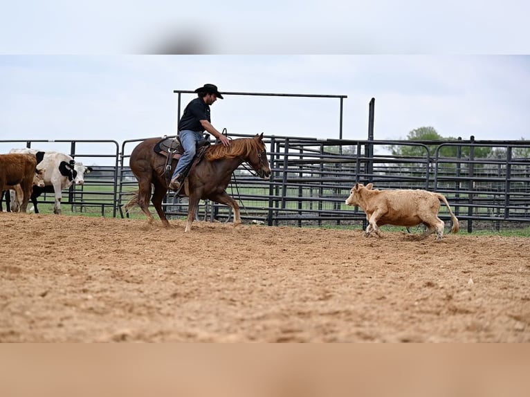 American Quarter Horse Wallach 7 Jahre 147 cm Rotfuchs in Waco
