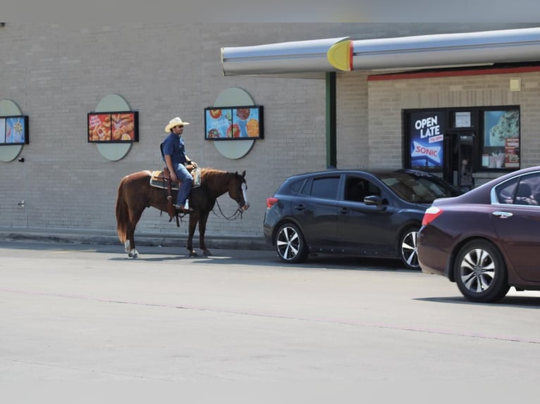 American Quarter Horse Wallach 7 Jahre 147 cm Rotfuchs in Van, TX