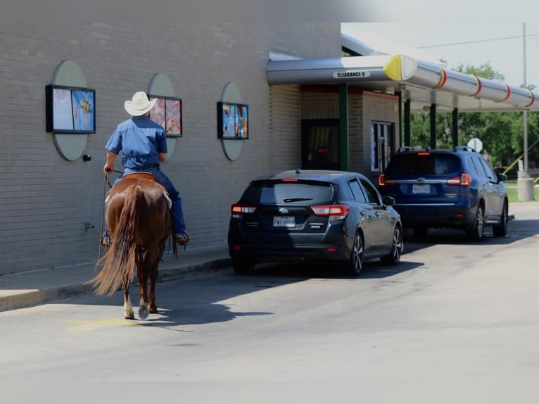 American Quarter Horse Wallach 7 Jahre 147 cm Rotfuchs in Van, TX