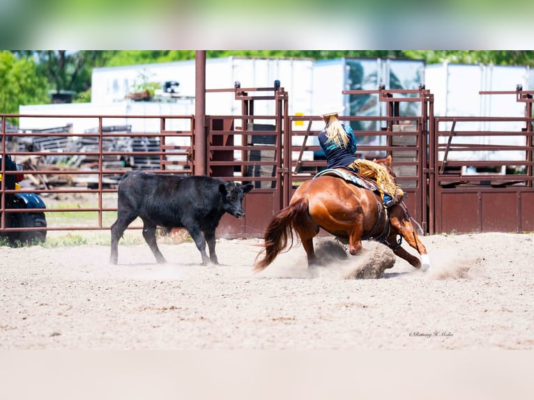 American Quarter Horse Wallach 7 Jahre 147 cm Rotfuchs in Grand Island, NE