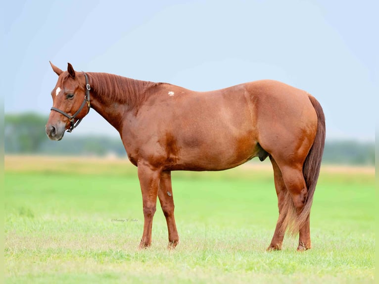 American Quarter Horse Wallach 7 Jahre 147 cm Rotfuchs in Grand Island, NE
