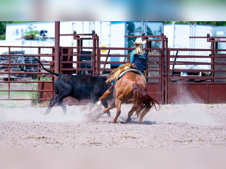 American Quarter Horse Wallach 7 Jahre 147 cm Rotfuchs in Grand Island, NE