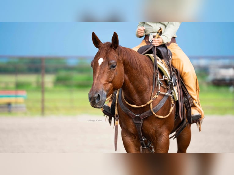 American Quarter Horse Wallach 7 Jahre 147 cm Rotfuchs in Grand Island, NE