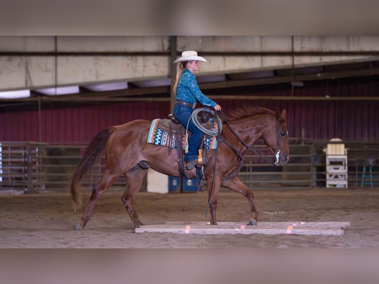American Quarter Horse Wallach 7 Jahre 147 cm Rotfuchs in Grand Island, NE