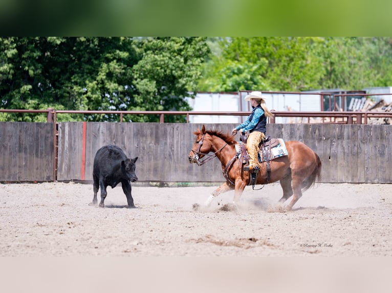American Quarter Horse Wallach 7 Jahre 147 cm Rotfuchs in Grand Island, NE