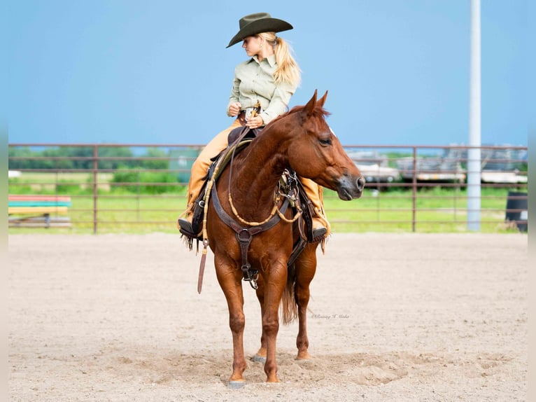 American Quarter Horse Wallach 7 Jahre 147 cm Rotfuchs in Grand Island, NE