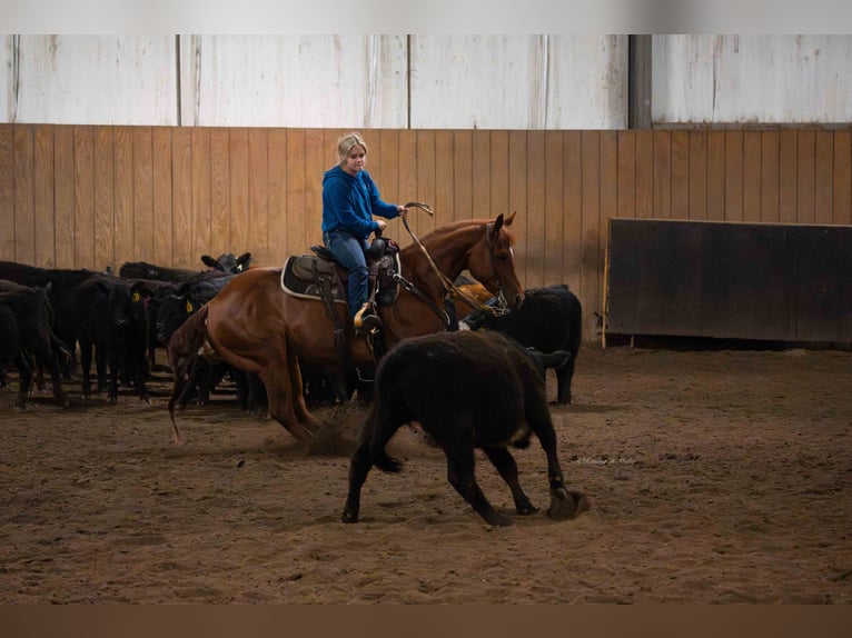 American Quarter Horse Wallach 7 Jahre 147 cm Rotfuchs in Grand Island, NE