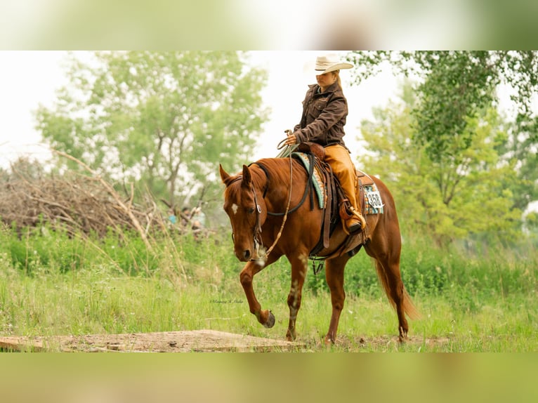 American Quarter Horse Wallach 7 Jahre 147 cm Rotfuchs in Grand Island, NE