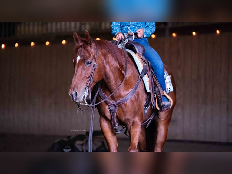 American Quarter Horse Wallach 7 Jahre 147 cm Rotfuchs in Grand Island, NE