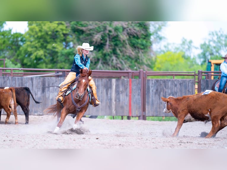 American Quarter Horse Wallach 7 Jahre 147 cm Rotfuchs in Grand Island, NE