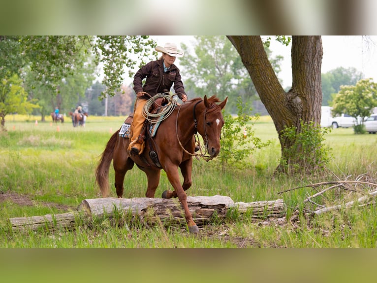American Quarter Horse Wallach 7 Jahre 147 cm Rotfuchs in Grand Island, NE