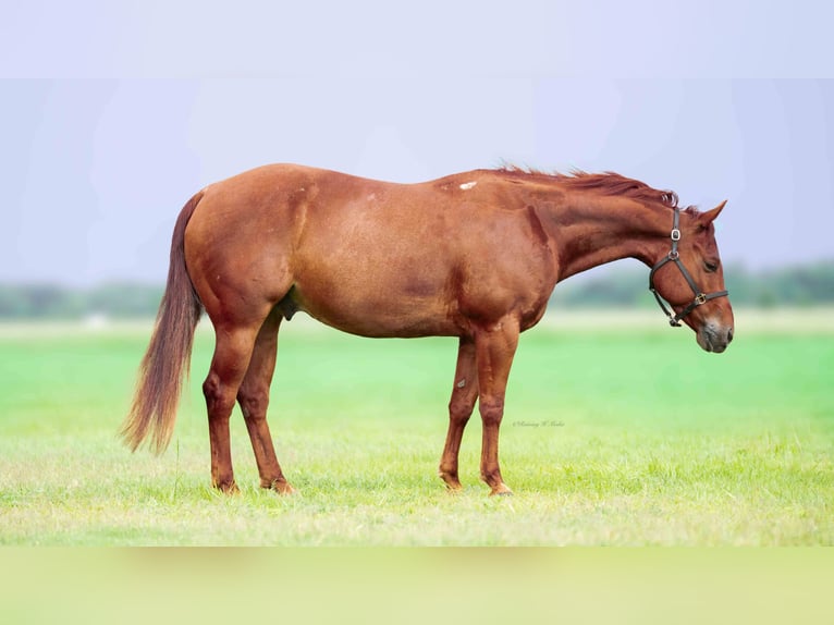 American Quarter Horse Wallach 7 Jahre 147 cm Rotfuchs in Grand Island, NE