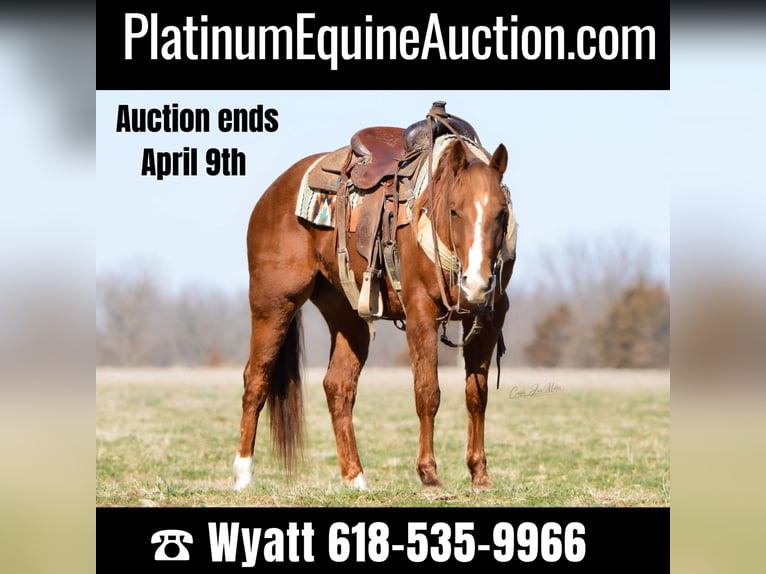 American Quarter Horse Wallach 7 Jahre 147 cm Rotfuchs in Lewistown IL