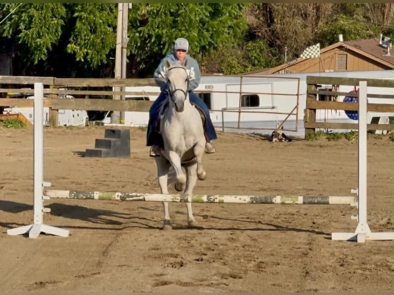 American Quarter Horse Wallach 7 Jahre 147 cm Schimmel in King City