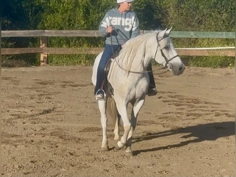 American Quarter Horse Wallach 7 Jahre 147 cm Schimmel in King City