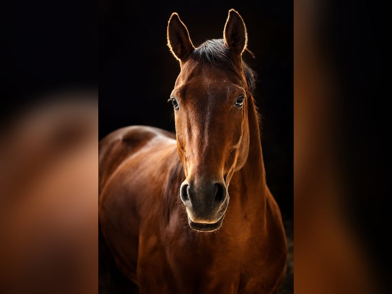 American Quarter Horse Wallach 7 Jahre 148 cm  in Windeck