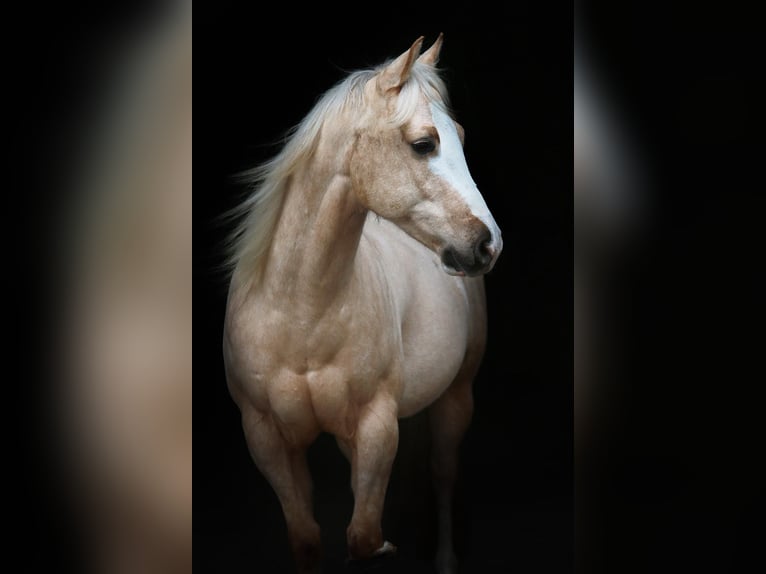 American Quarter Horse Wallach 7 Jahre 149 cm Palomino in Windeck