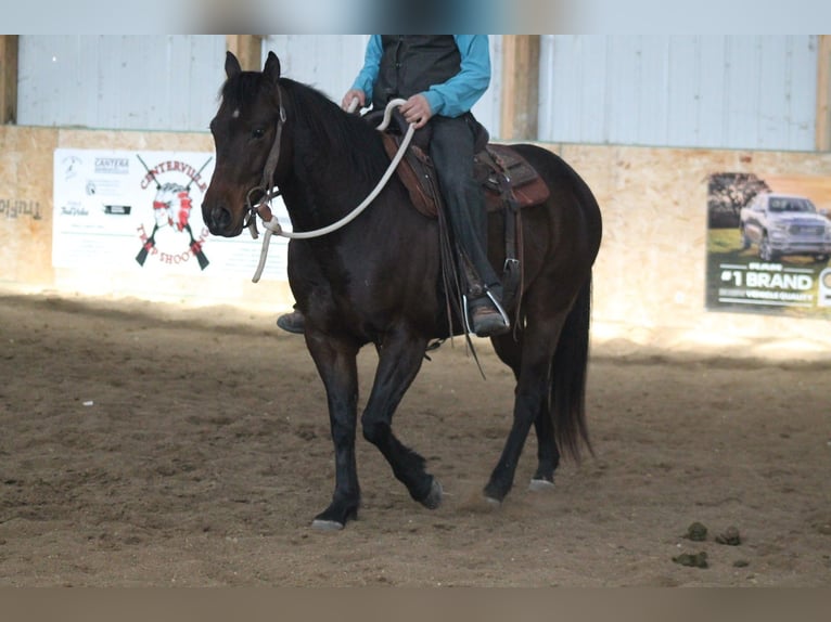 American Quarter Horse Wallach 7 Jahre 150 cm Brauner in Cincinnati