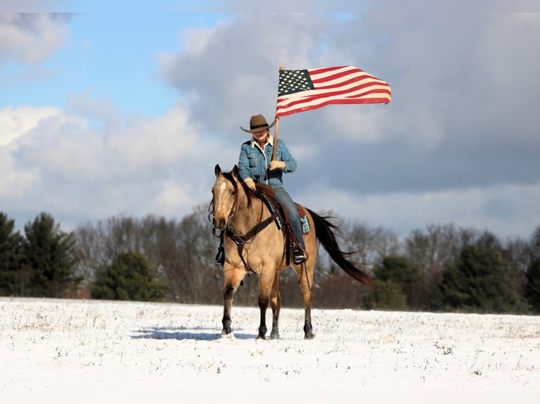 American Quarter Horse Wallach 7 Jahre 150 cm Buckskin in Clarion