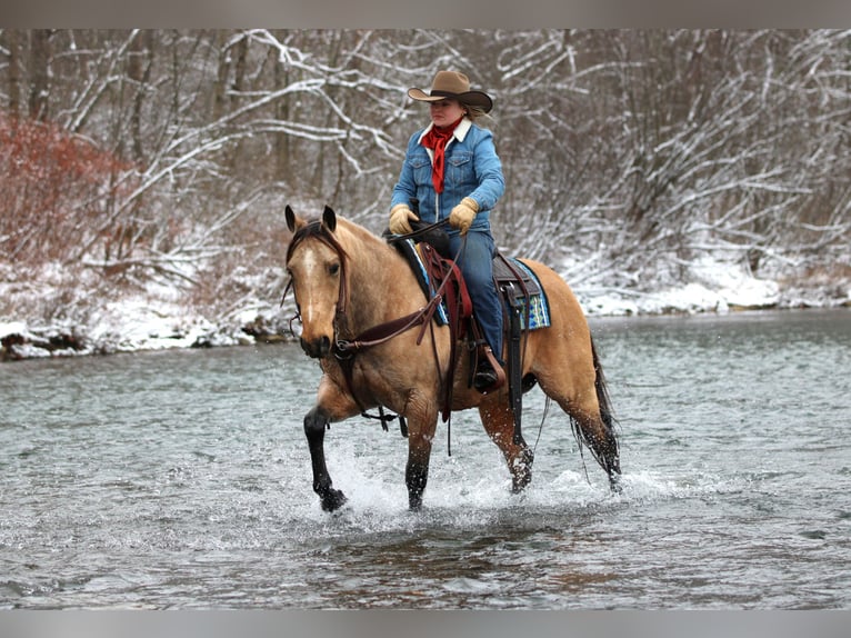 American Quarter Horse Wallach 7 Jahre 150 cm Buckskin in Clarion