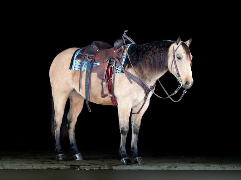 American Quarter Horse Wallach 7 Jahre 150 cm Buckskin in Clarion