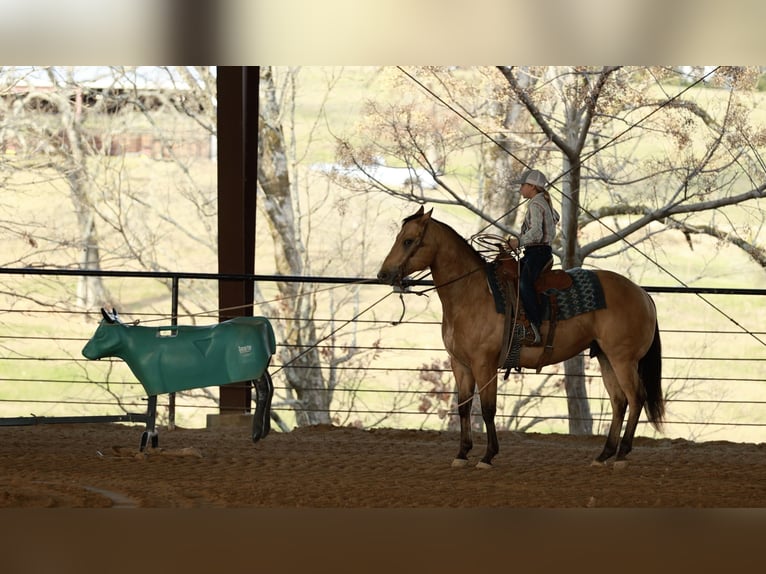 American Quarter Horse Wallach 7 Jahre 150 cm Buckskin in Morrilton