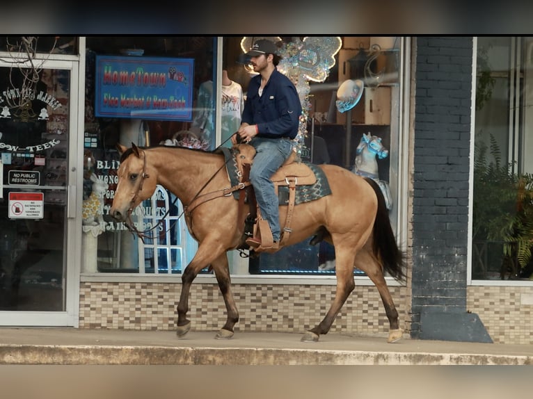 American Quarter Horse Wallach 7 Jahre 150 cm Buckskin in Morrilton