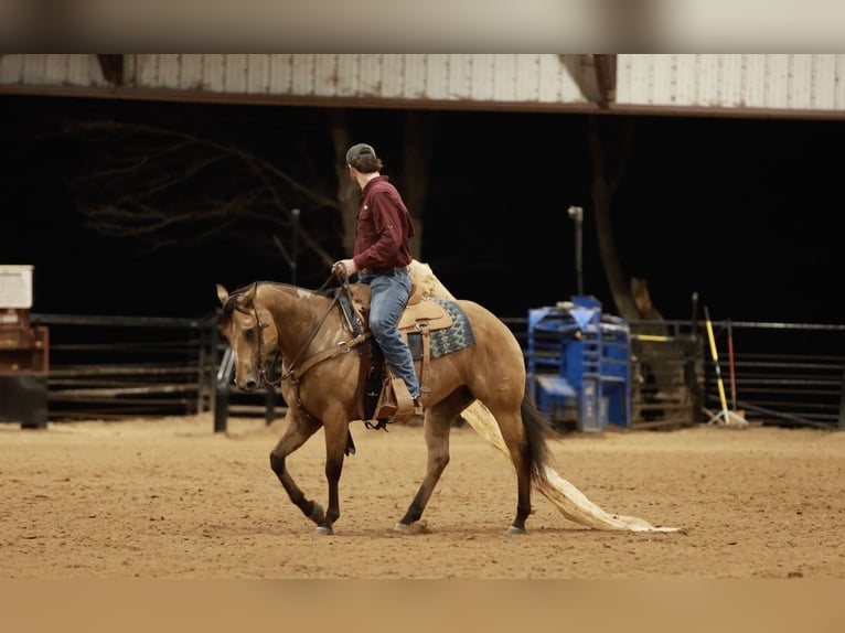 American Quarter Horse Wallach 7 Jahre 150 cm Buckskin in Morrilton