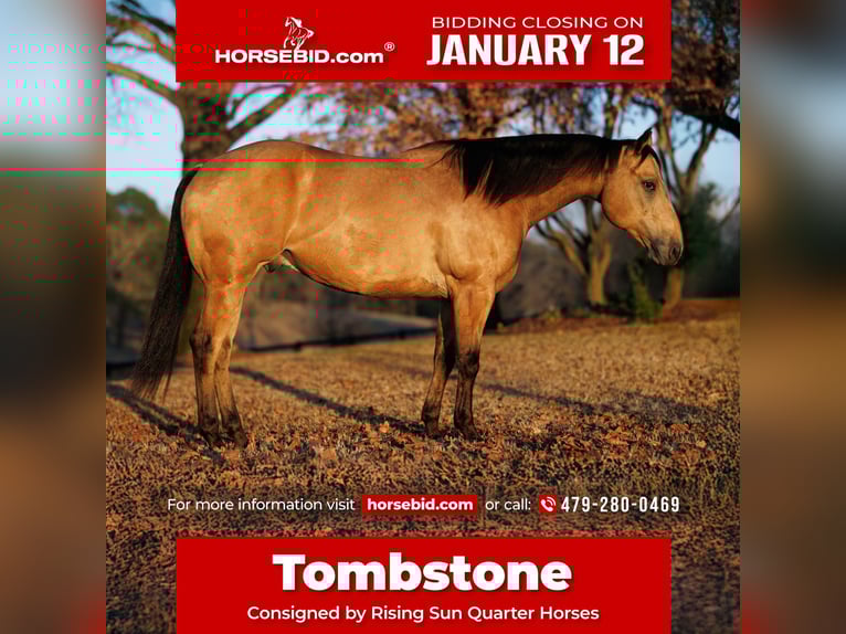 American Quarter Horse Wallach 7 Jahre 150 cm Buckskin in Morrilton