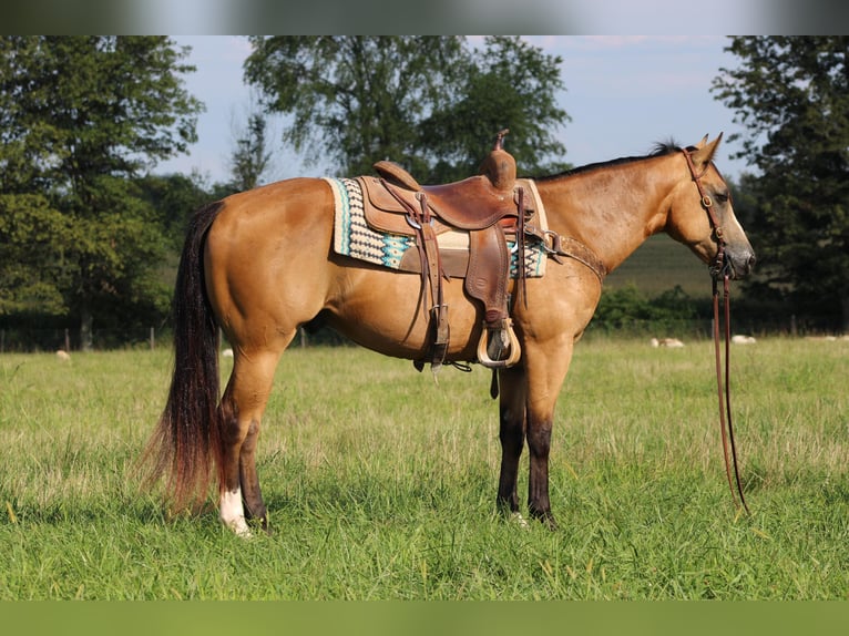 American Quarter Horse Wallach 7 Jahre 150 cm Buckskin in Sonora