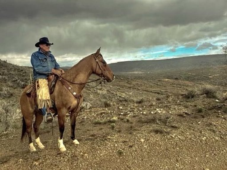 American Quarter Horse Wallach 7 Jahre 150 cm Buckskin in SWEET SPRINGS, MO