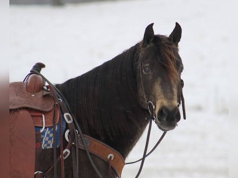 American Quarter Horse Wallach 7 Jahre 150 cm Buckskin in Tompkinsville KY