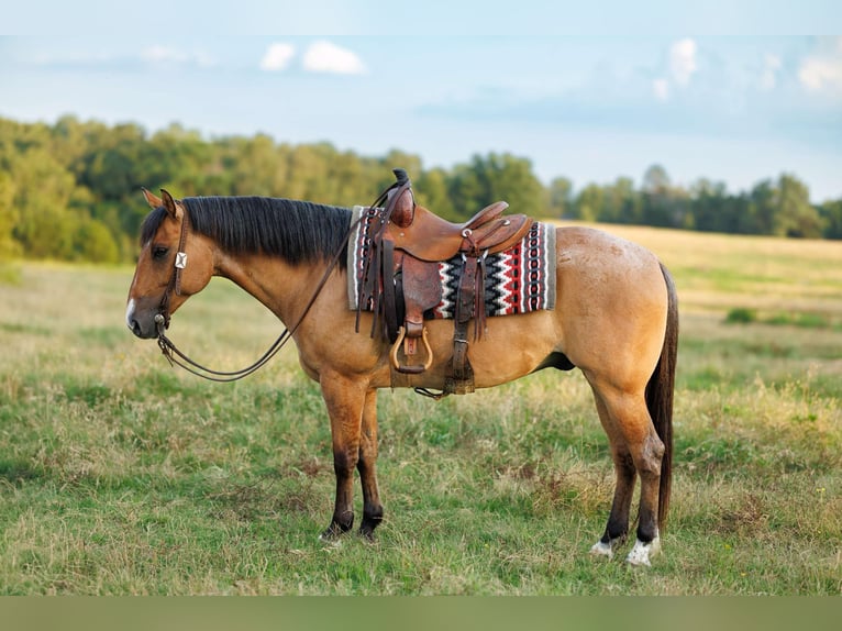 American Quarter Horse Wallach 7 Jahre 150 cm Falbe in Quitman AR